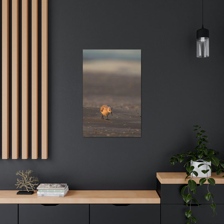 Feeding Sanderling - Canvas