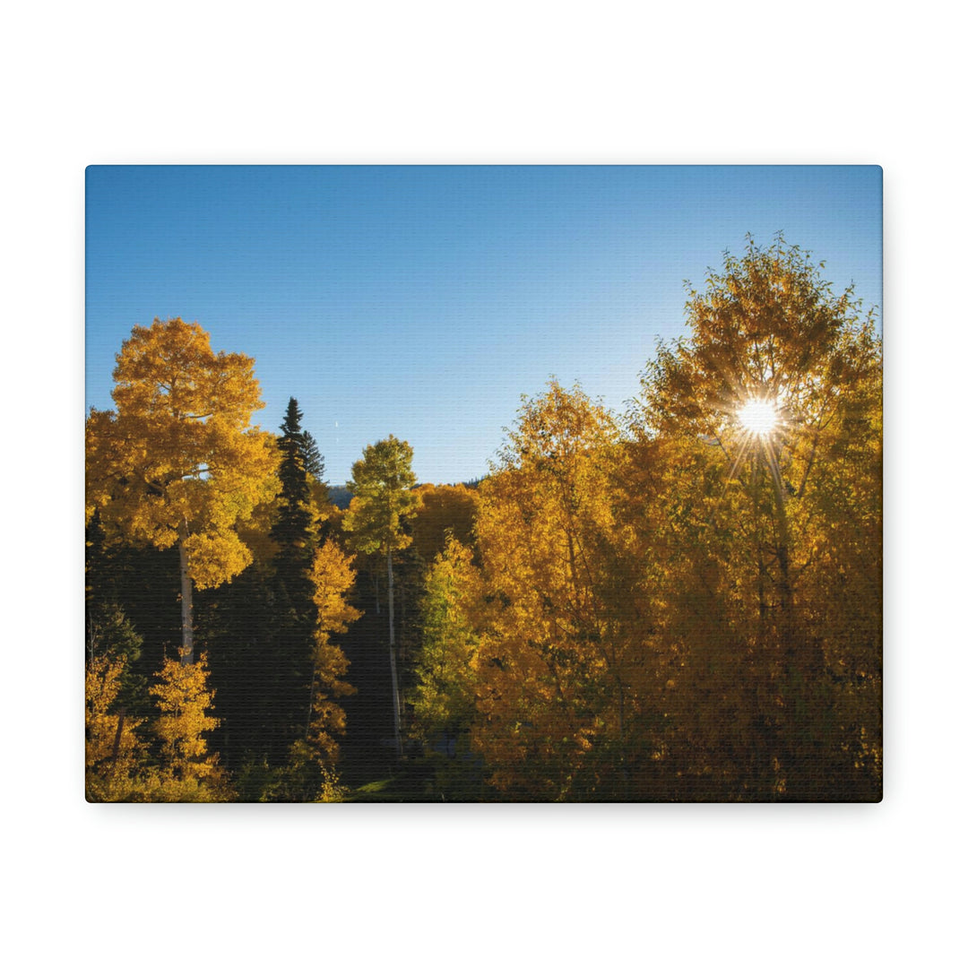 Sun Through the Aspens - Canvas