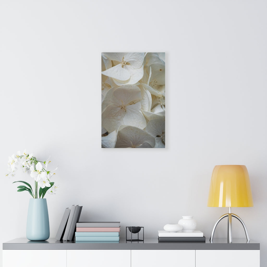 White Hydrangea Detail - Canvas