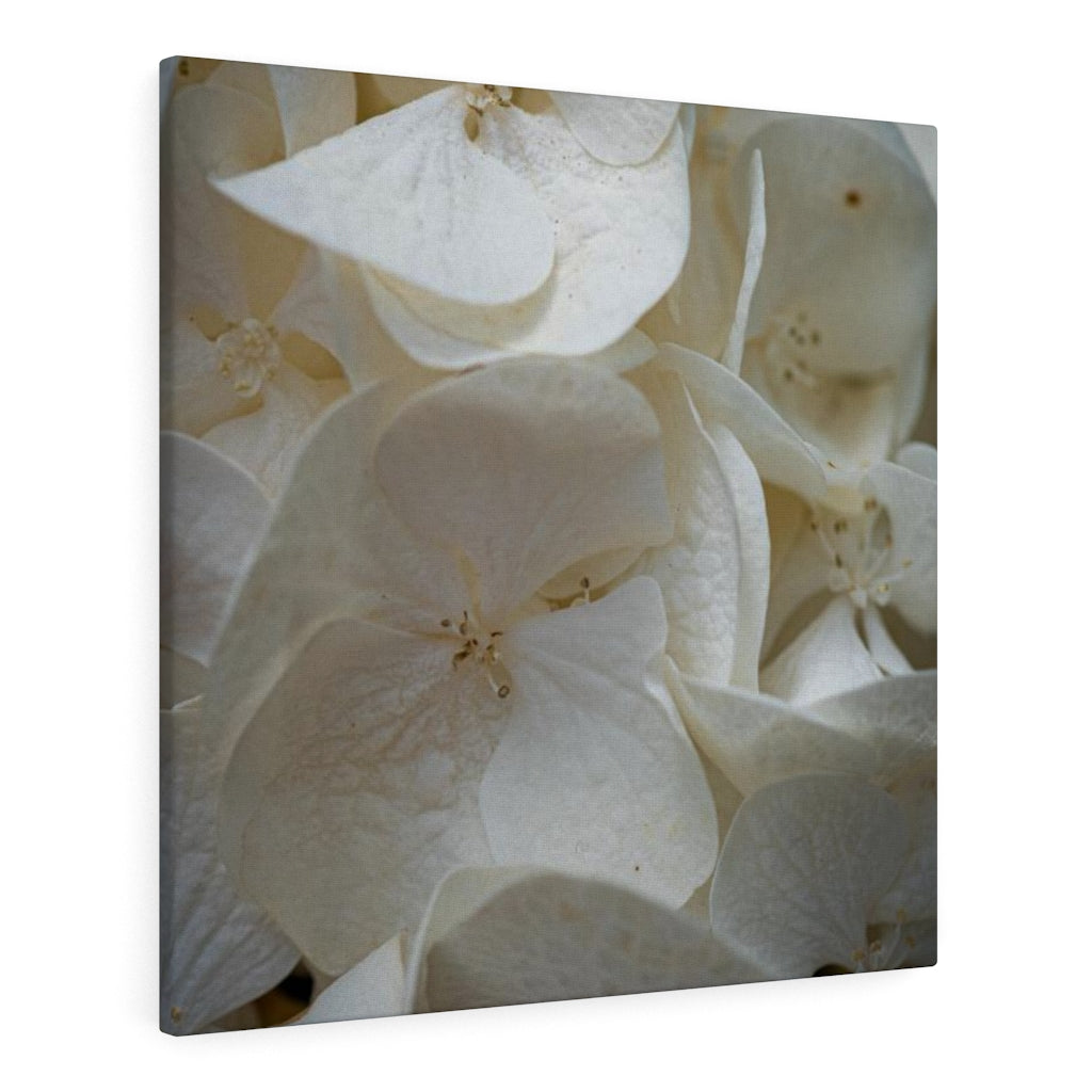 White Hydrangea Detail - Canvas