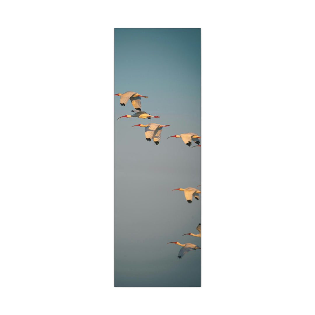 White Ibis in Flight - Canvas