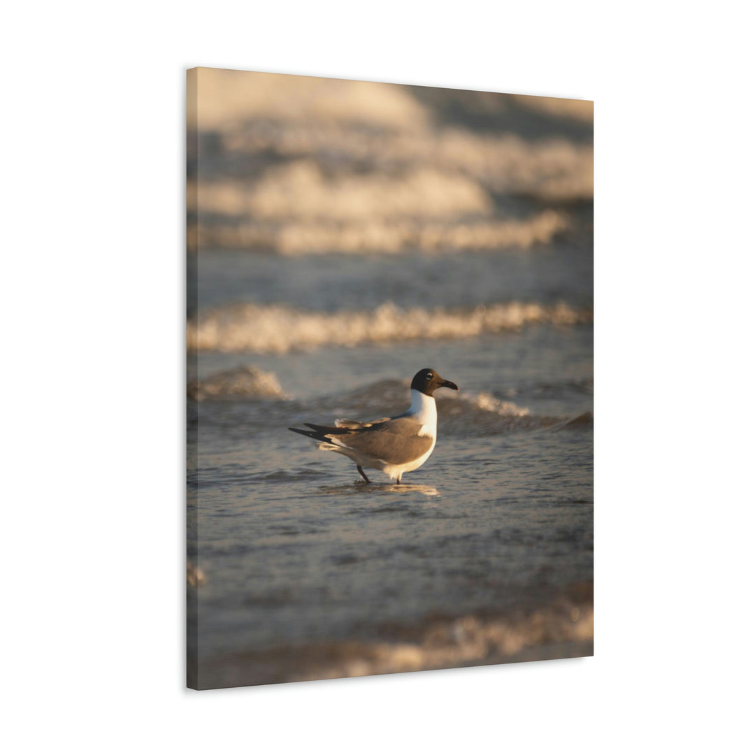 Laughing Gull in the Surf - Canvas