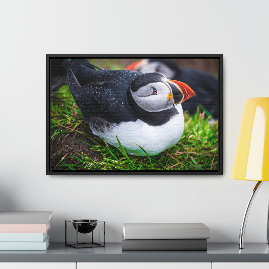 Resting Puffin - Canvas with Frame