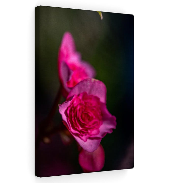 Hybrid Tea Lily - Canvas