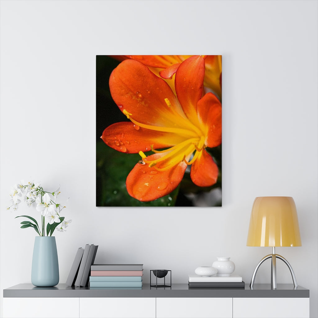 Bright Bush Lily - Canvas