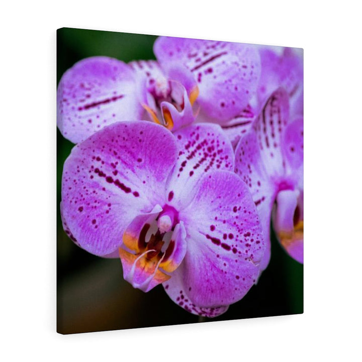 Orchid in Pink - Canvas