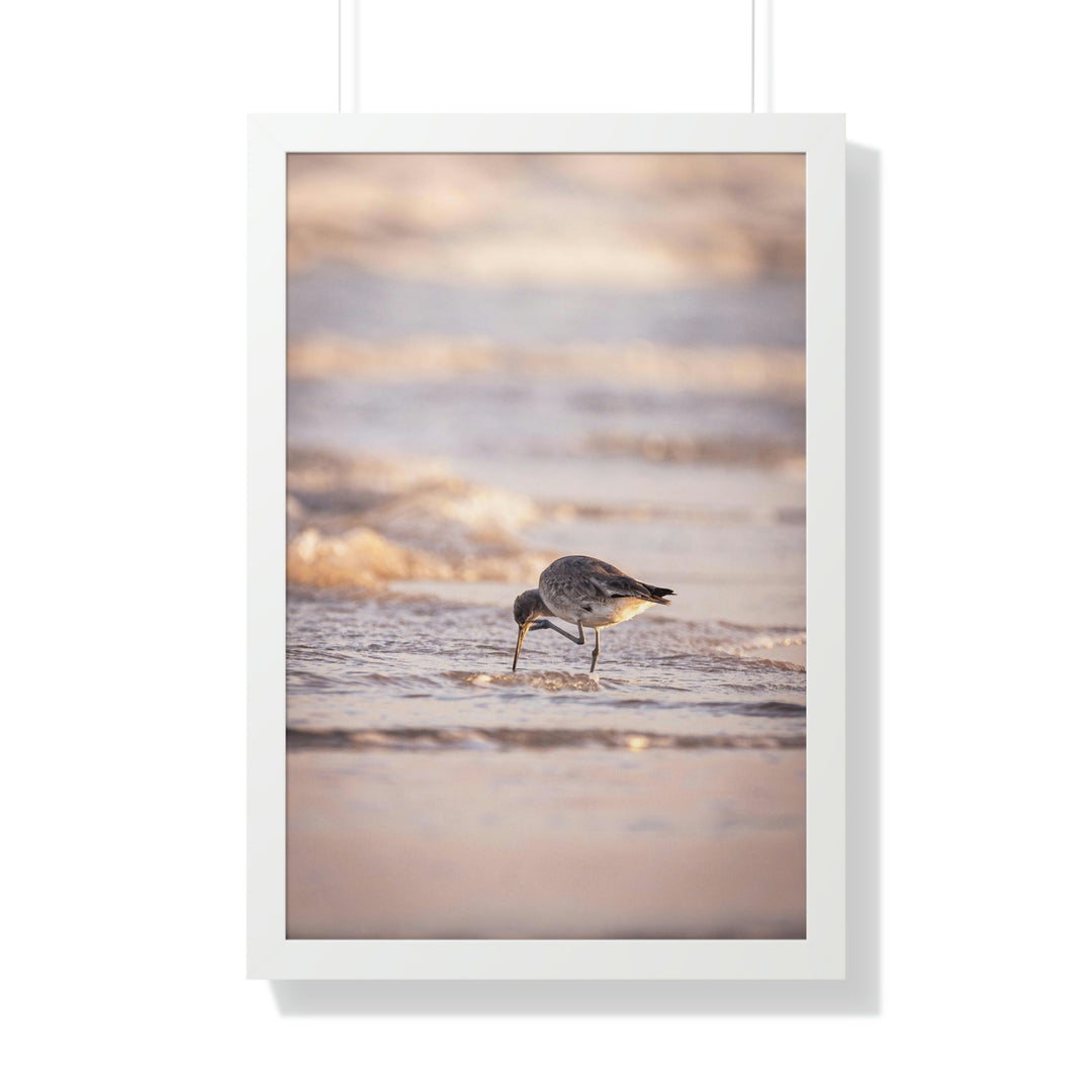 Willet Itch - Framed Print