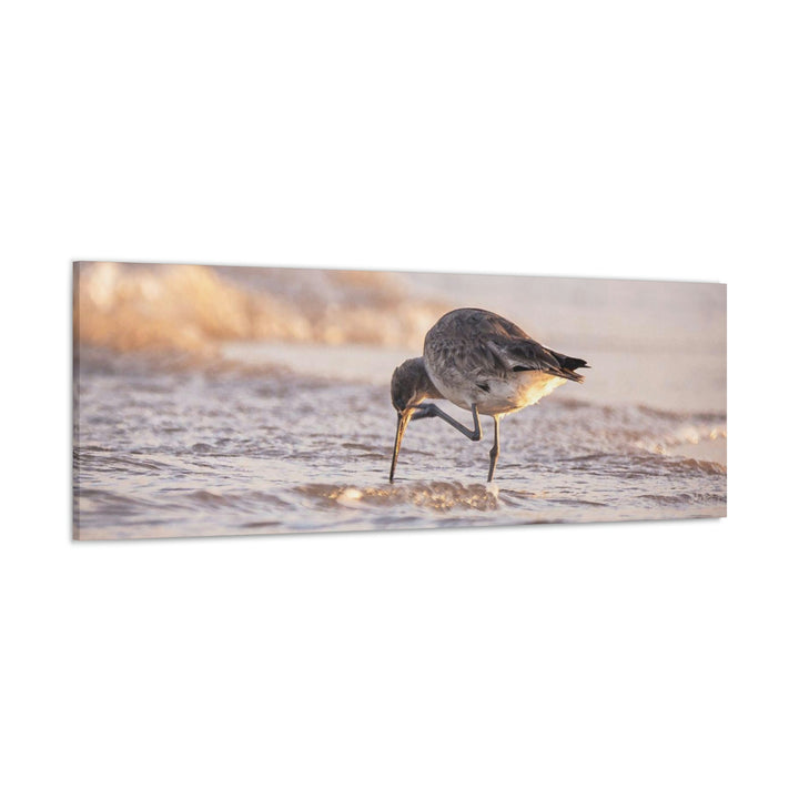 Willet Itch - Canvas