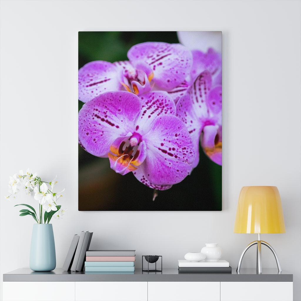 Orchid in Pink - Canvas