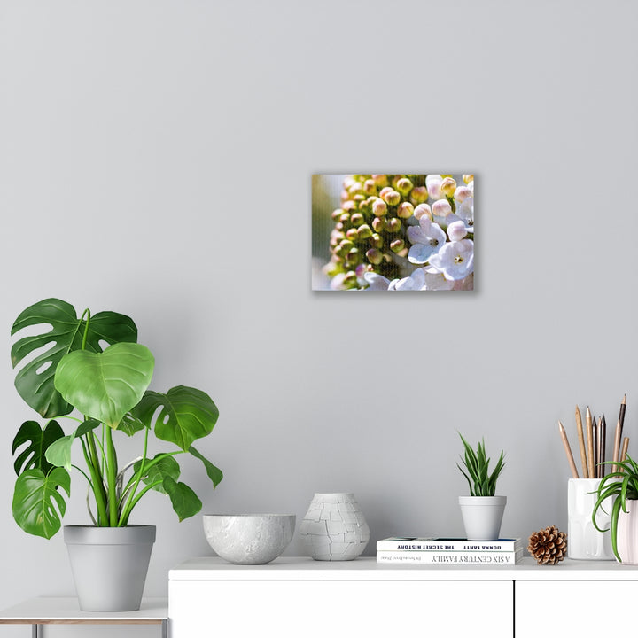 Mid-Bloom - Canvas