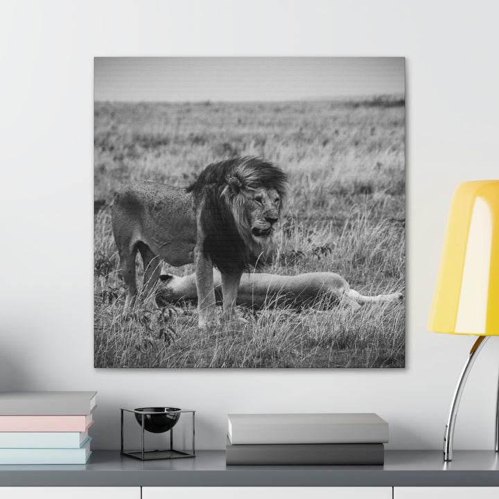 Mating Lions in Black and White - Canvas