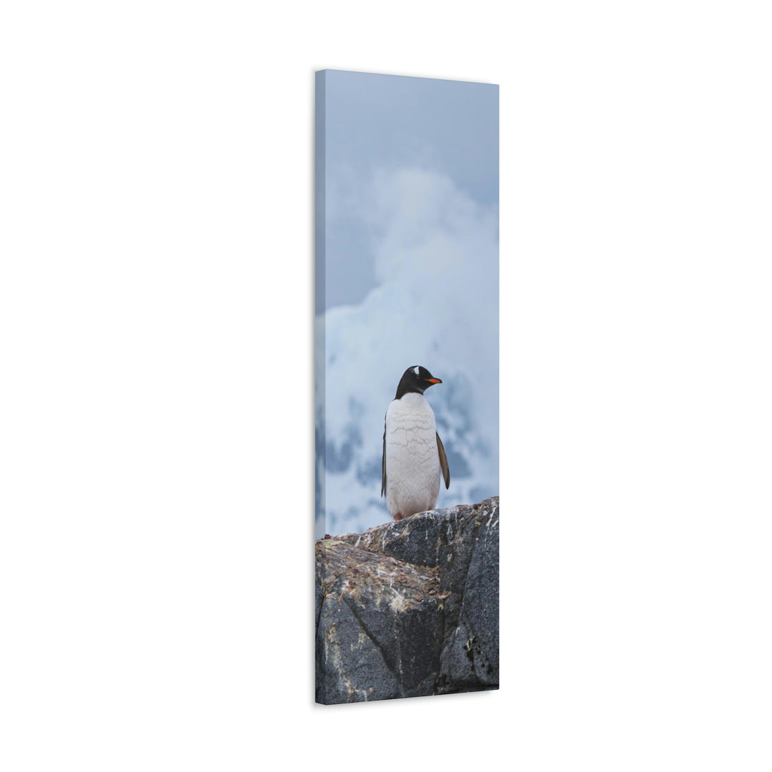 Poised Penguin - Canvas