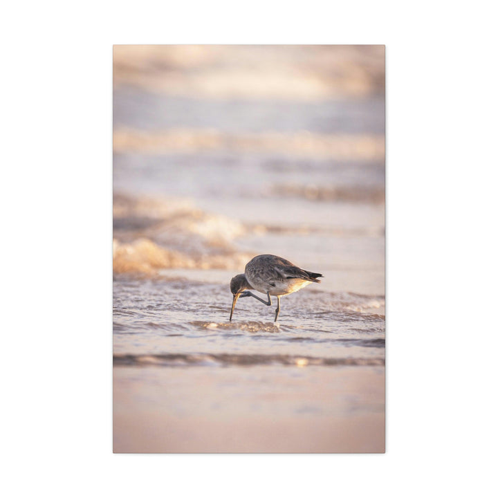 Willet Itch - Canvas