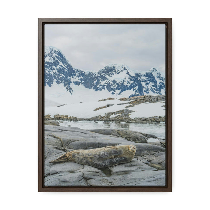 Weddell Relaxing - Canvas with Frame