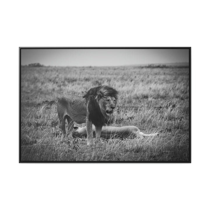 Mating Lions in Black and White - Canvas with Frame