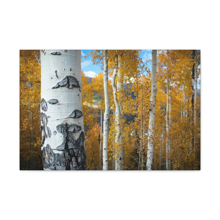 Aspens Changing - Canvas