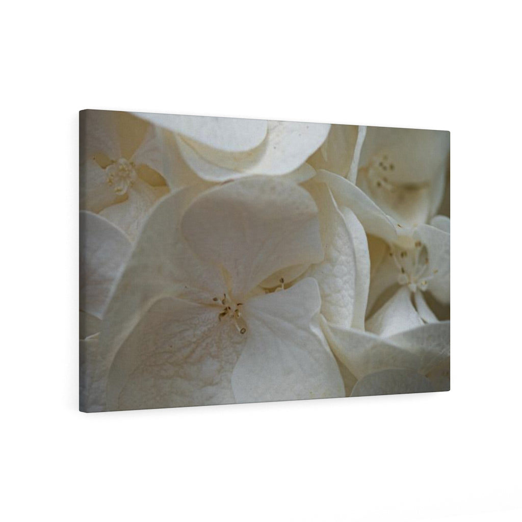 White Hydrangea Detail - Canvas