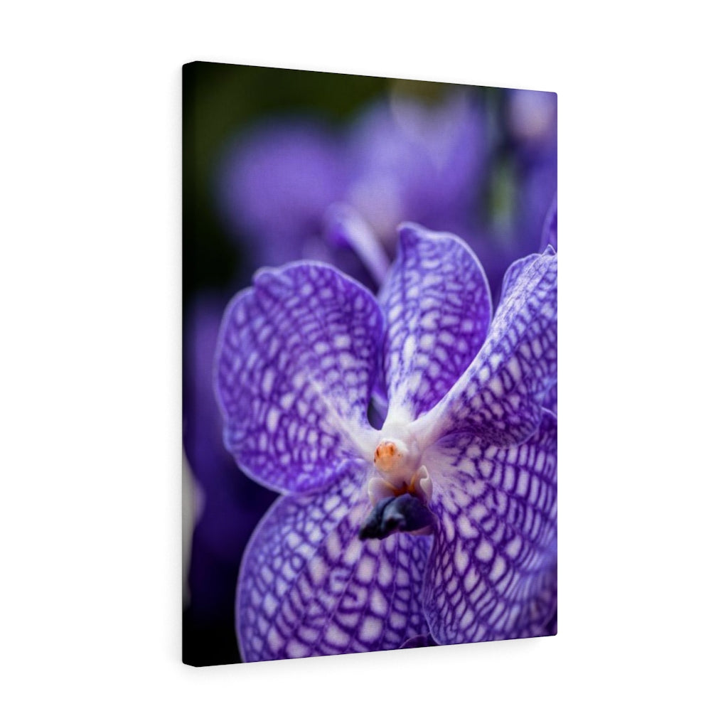 Orchid Detail - Canvas