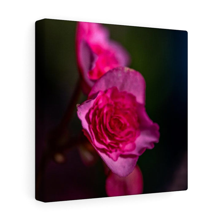 Hybrid Tea Lily - Canvas