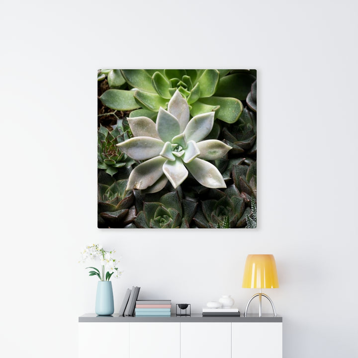 Succulent - Array - Canvas