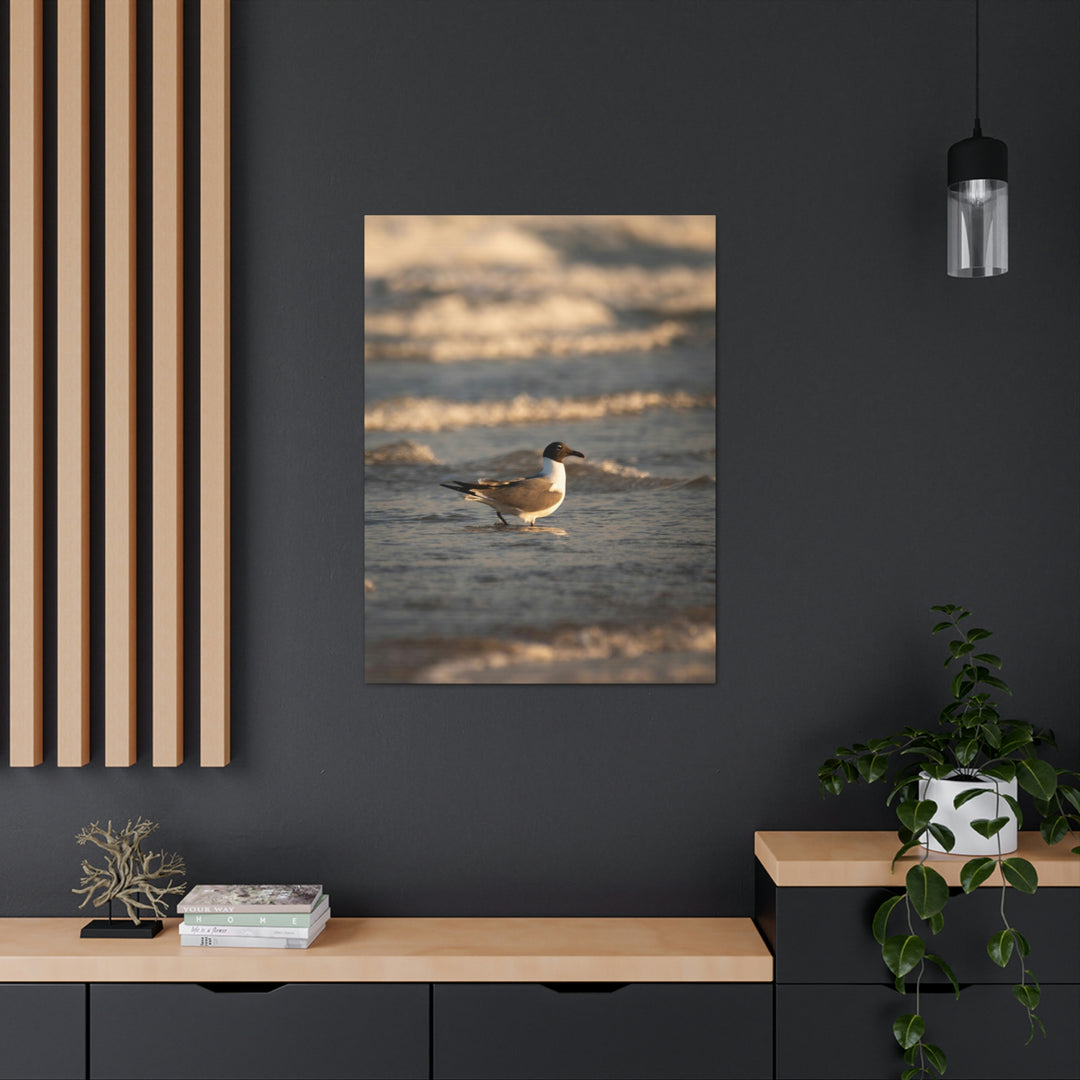 Laughing Gull in the Surf - Canvas