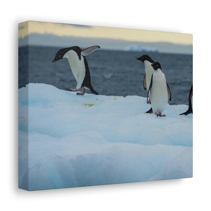 Penguin Dance - Canvas