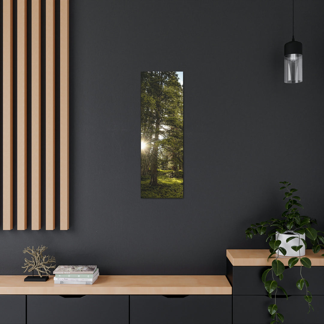 Forest Light - Canvas