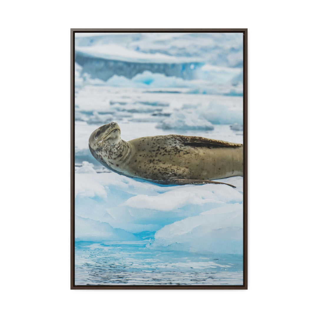 Leopard Seal Relaxing - Canvas with Frame