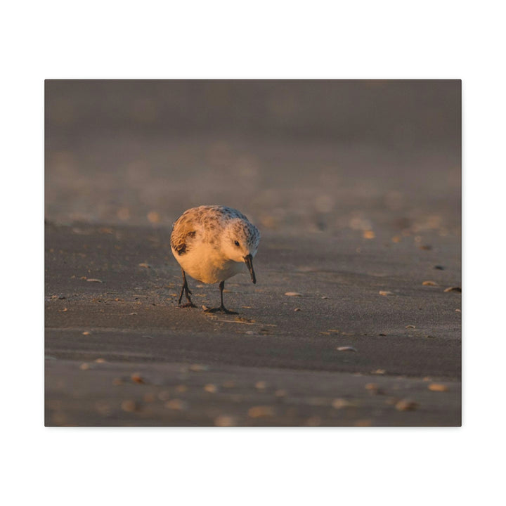 Feeding Sanderling - Canvas