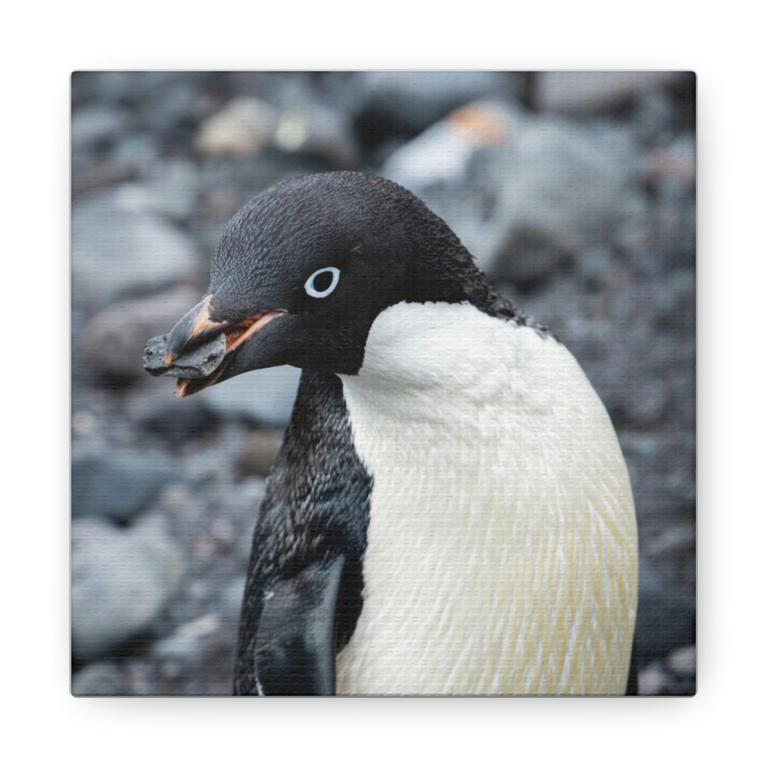 A Penguin's Pebble - Canvas