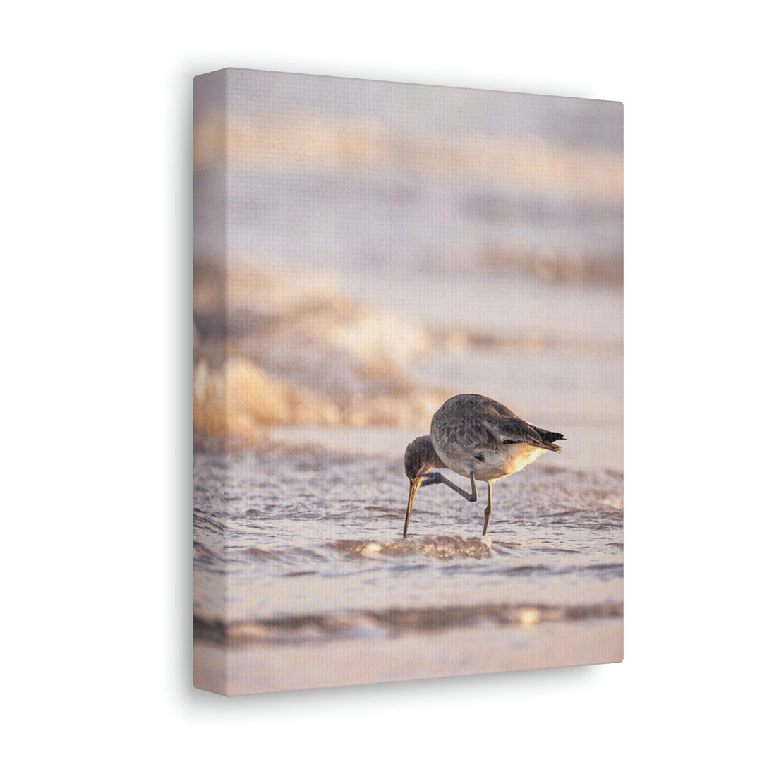 Willet Itch - Canvas