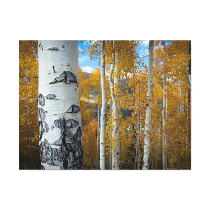 Aspens Changing - Canvas