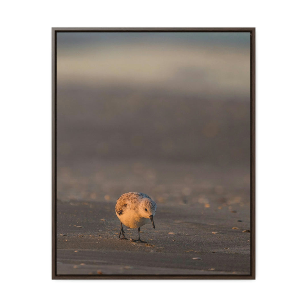 Feeding Sanderling - Canvas with Frame