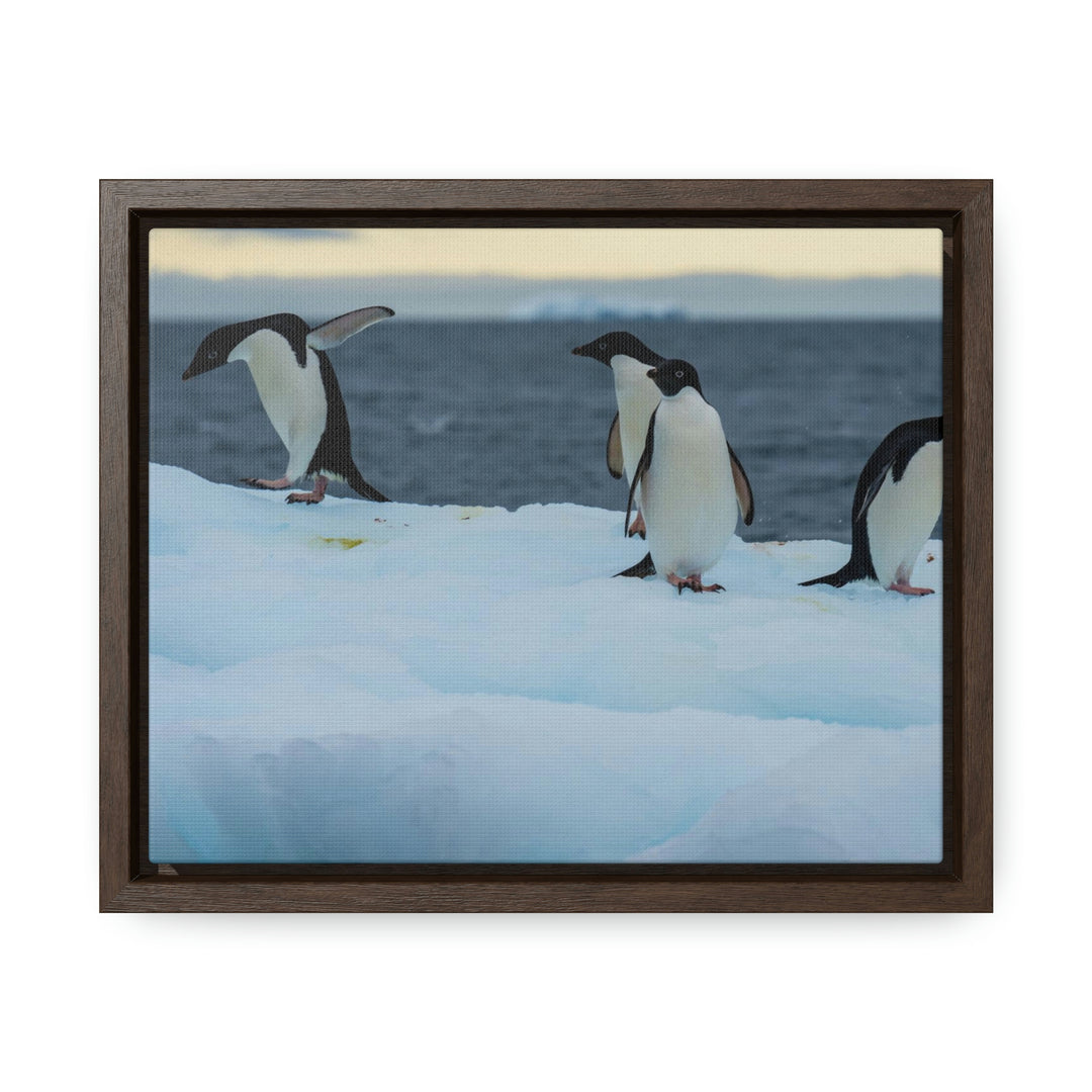 Penguin Dance - Canvas with Frame