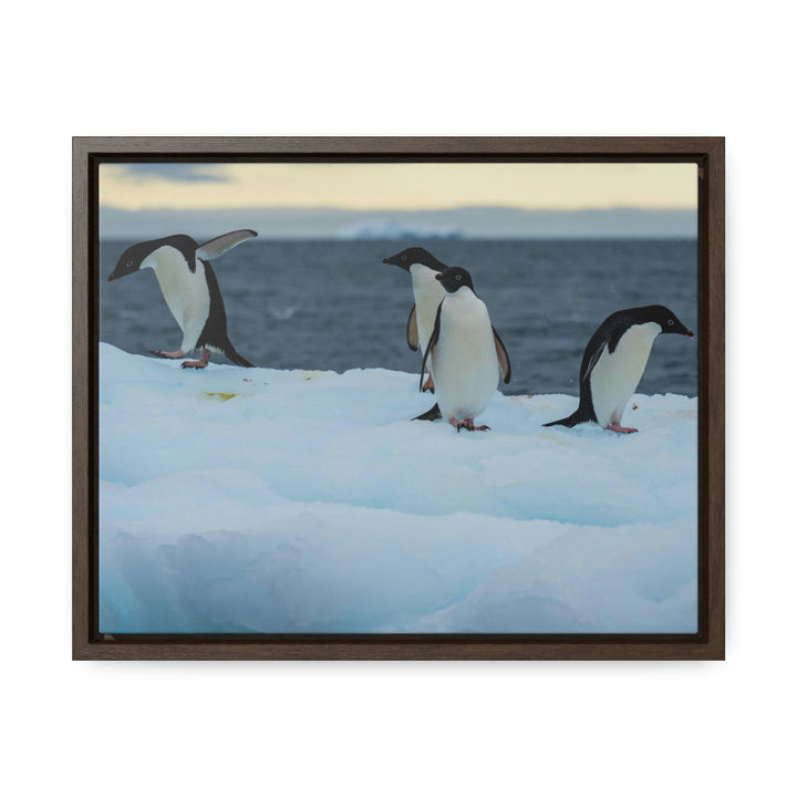 Penguin Dance - Canvas with Frame