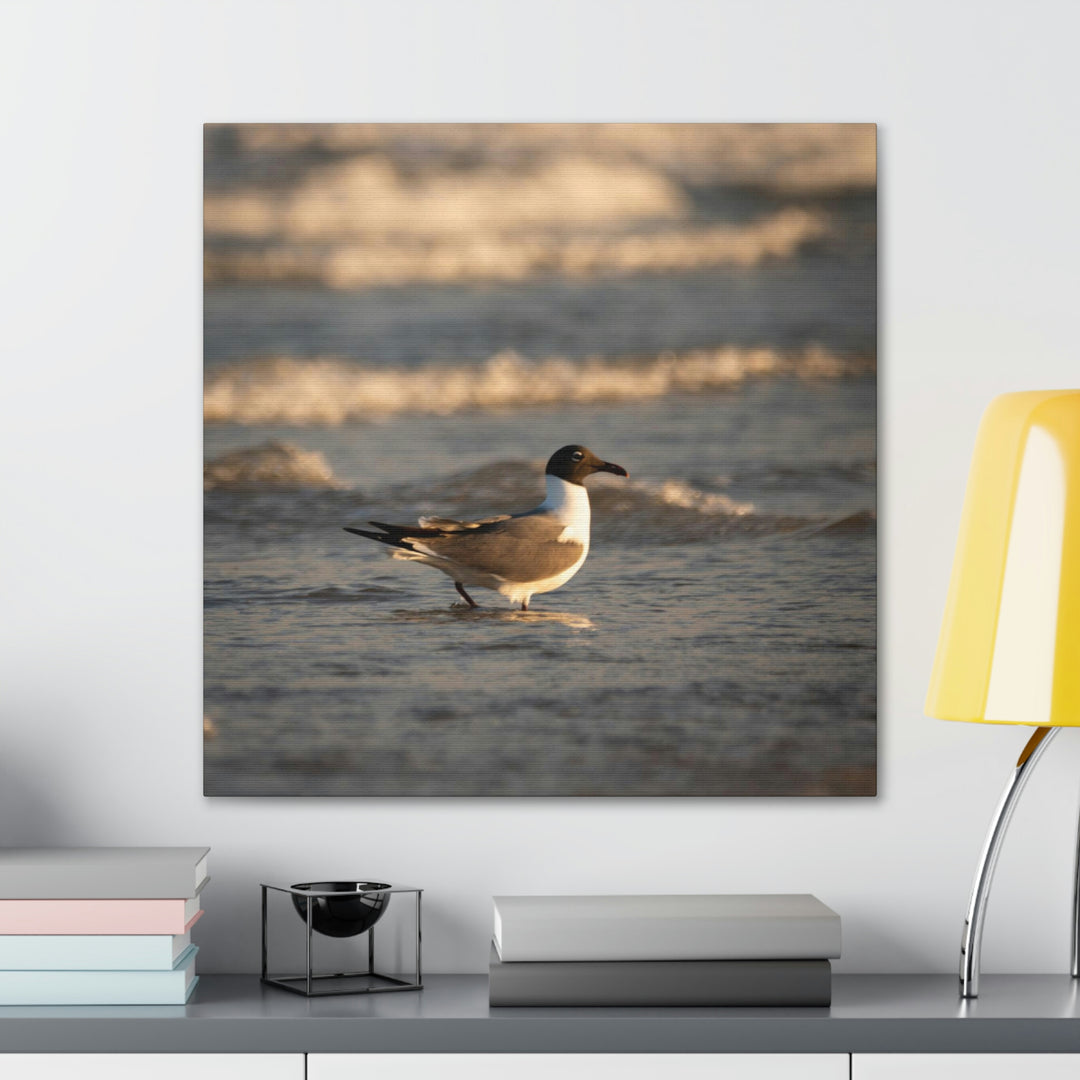 Laughing Gull in the Surf - Canvas