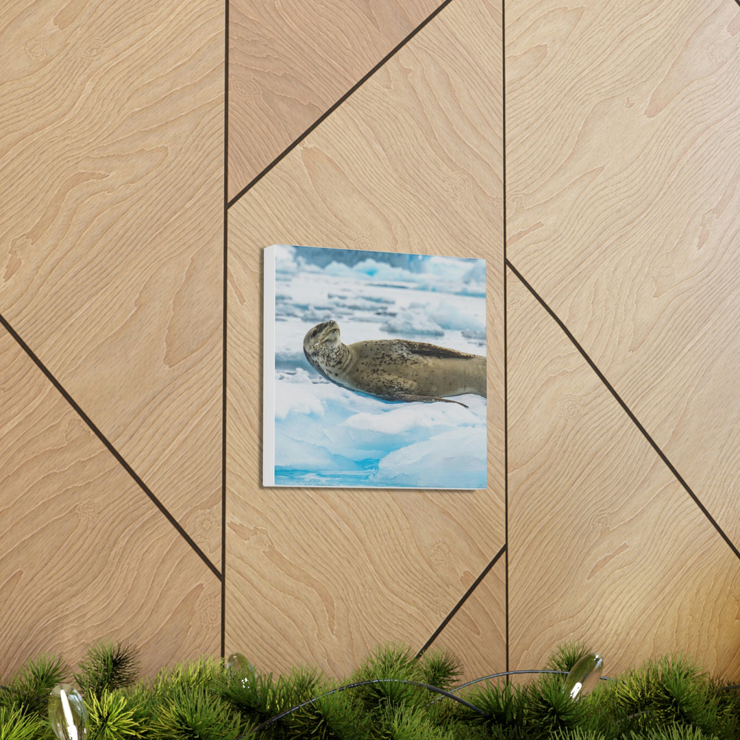 Leopard Seal Relaxing - Canvas