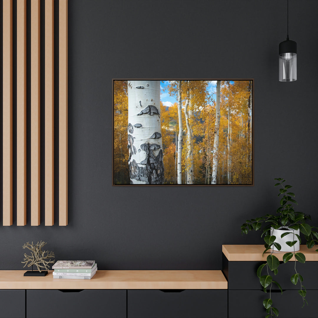 Aspens Changing - Canvas with Frame