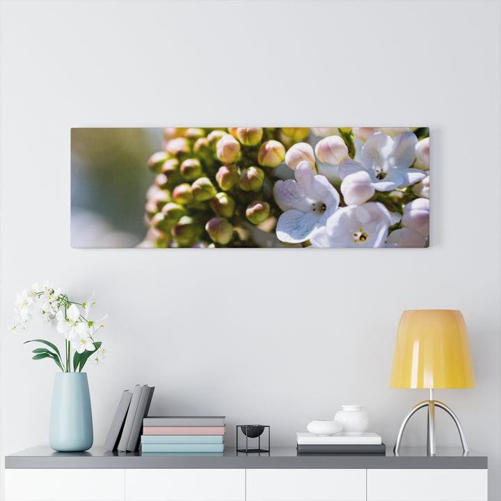 Mid-Bloom - Canvas