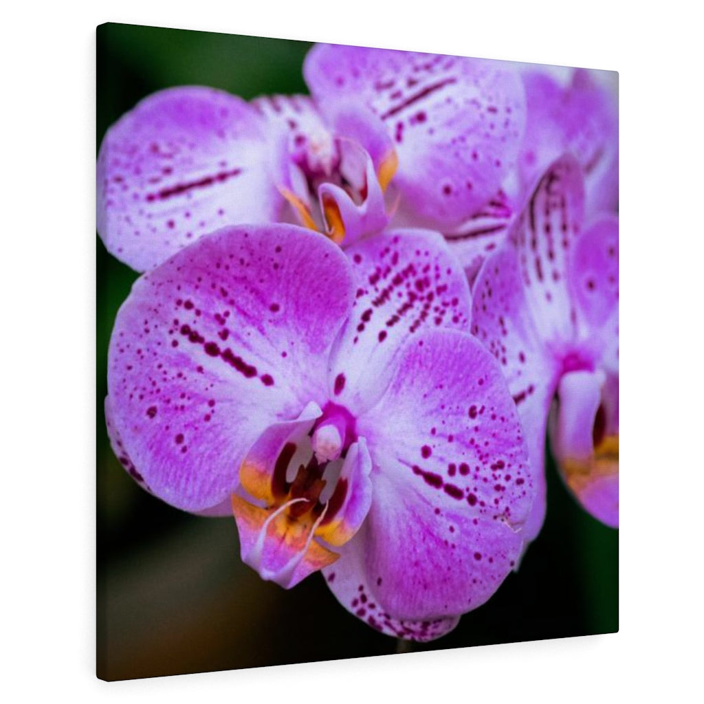 Orchid in Pink - Canvas