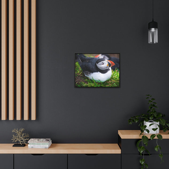 Resting Puffin - Canvas with Frame