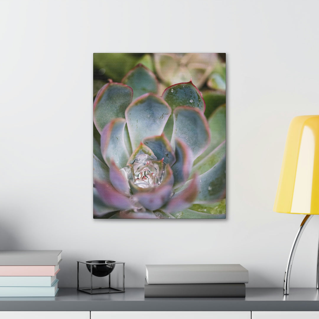 Stunning Succulent - Canvas