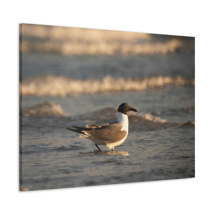 Laughing Gull in the Surf - Canvas