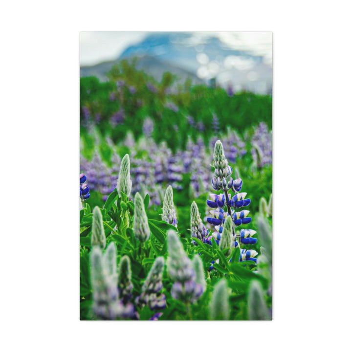 Glowing Lupin with Mountains - Canvas