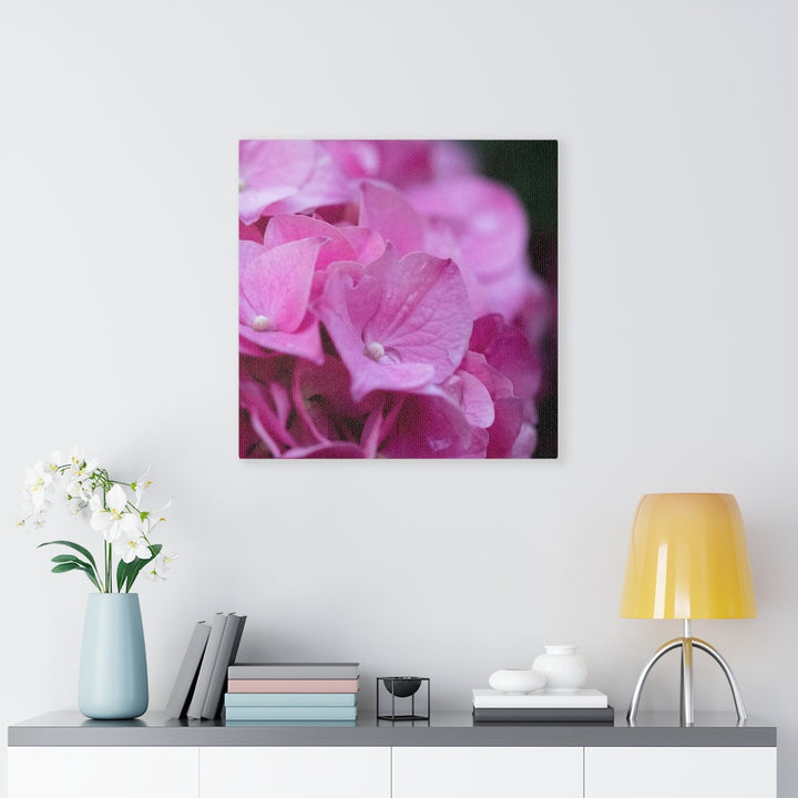 Pink Hydrangea Detail - Canvas