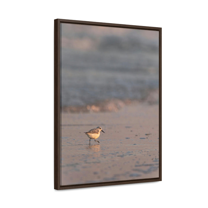 Sanderling in Soft Dusk Light - Canvas with Frame