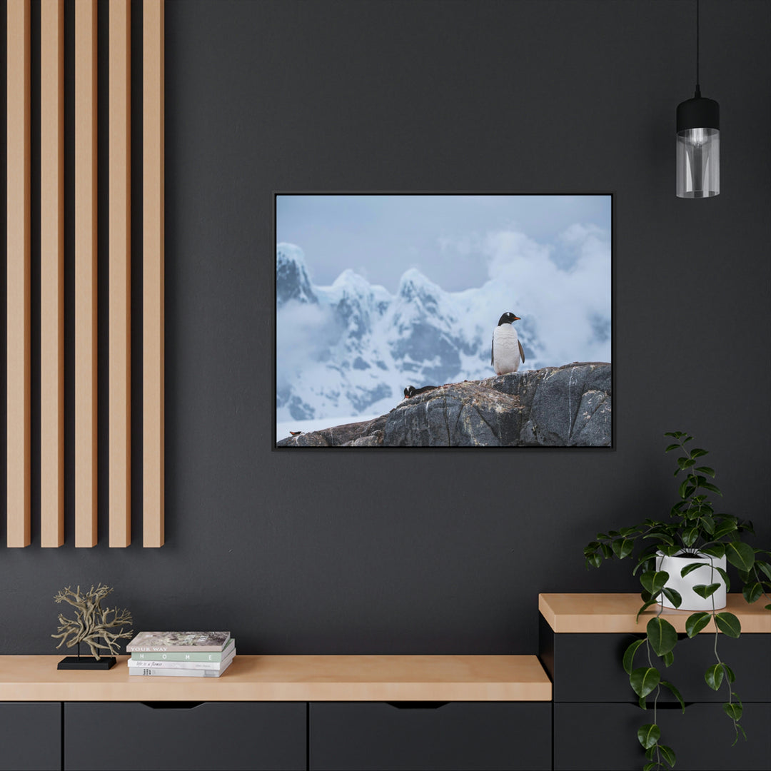 Poised Penguin - Canvas with Frame