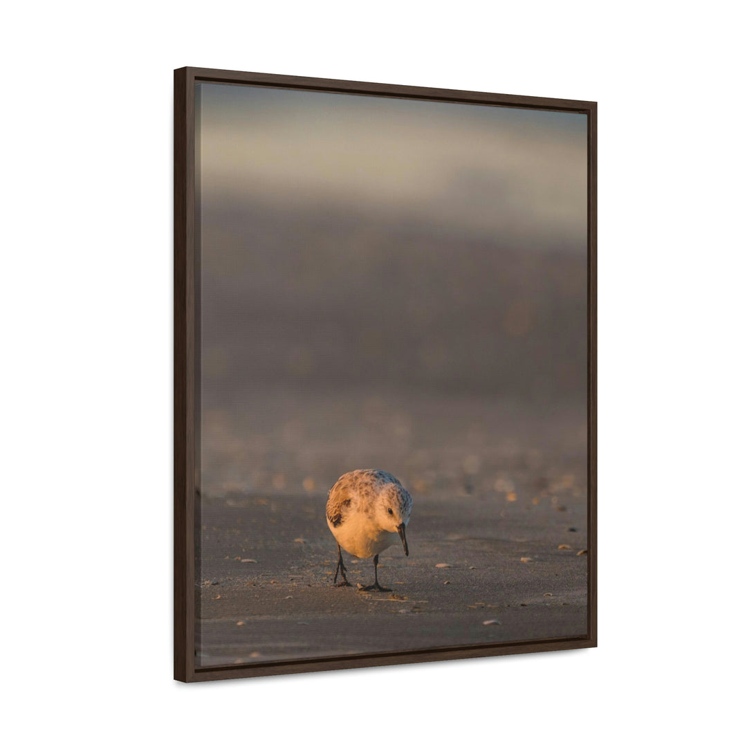 Feeding Sanderling - Canvas with Frame