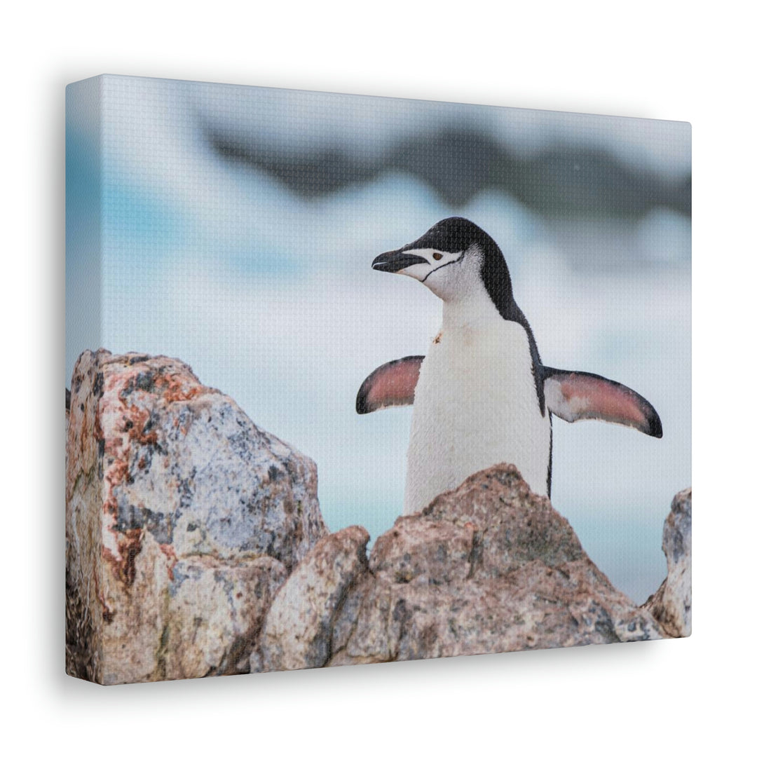 Stretched Penguin - Canvas