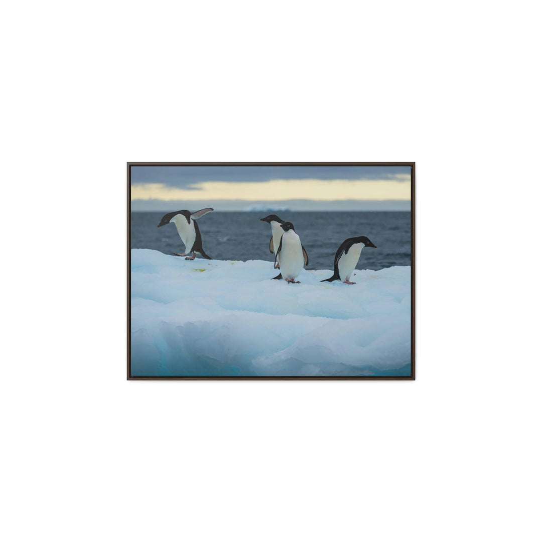 Penguin Dance - Canvas with Frame